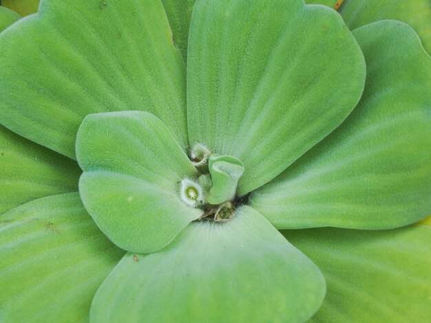 写真 花のクローズアップ