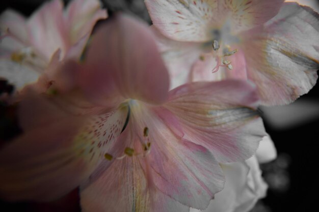 写真 花のクローズアップ