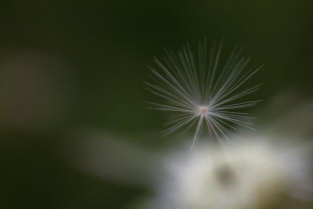 写真 花のクローズアップ