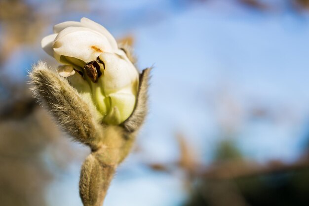 写真 花のクローズアップ