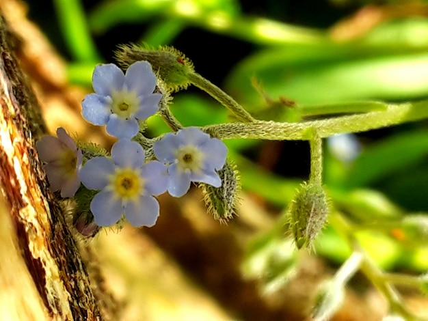 写真 花のクローズアップ