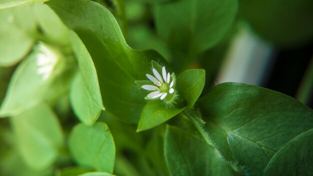 写真 花のクローズアップ