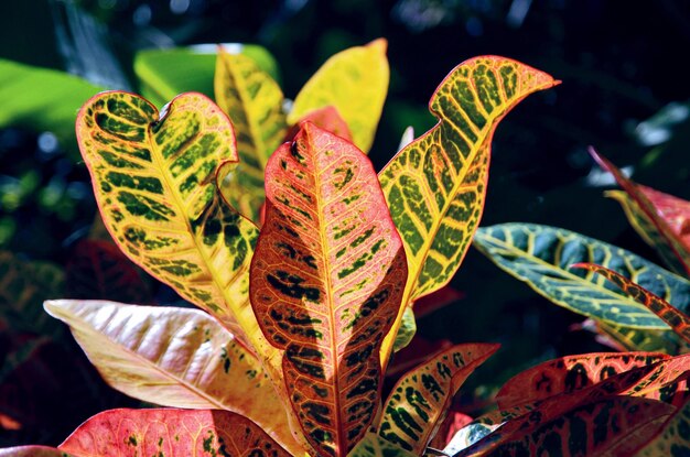 写真 花のクローズアップ