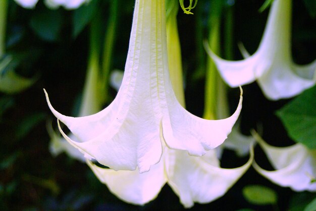 写真 花のクローズアップ