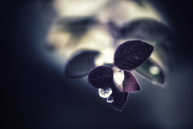 写真 花のクローズアップ