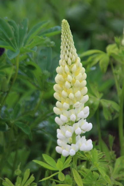 写真 花のクローズアップ