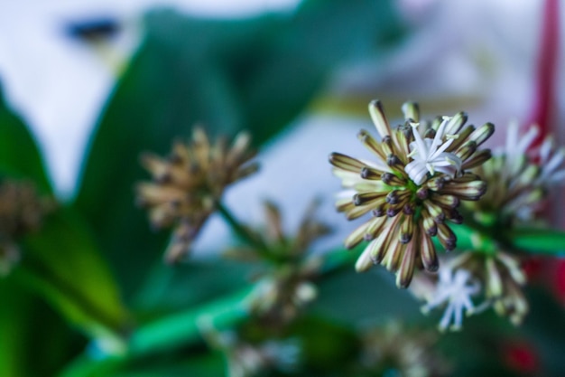 写真 花のクローズアップ