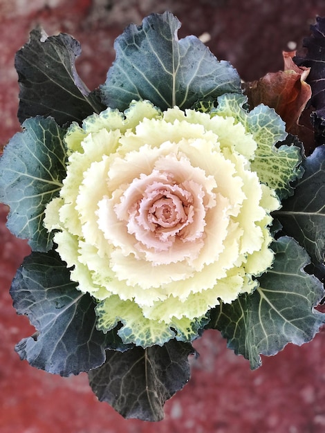 写真 花のクローズアップ