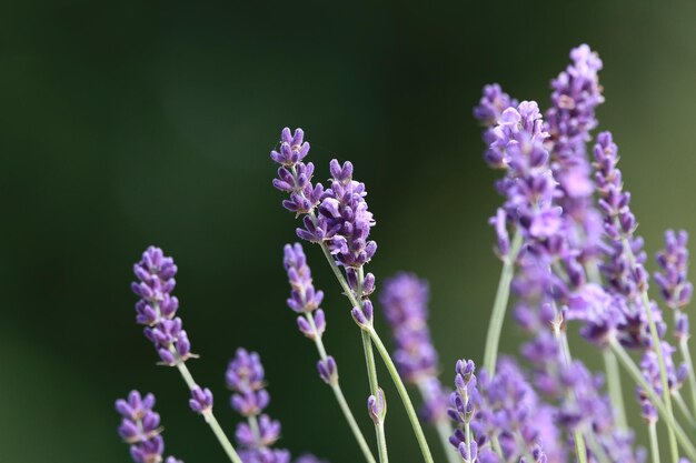 写真 花をかせるラベンダー植物のクローズアップ