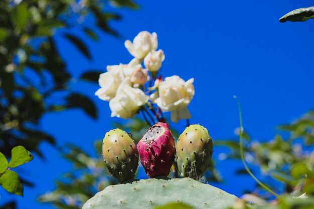 写真 青い空を背景に花をかせる植物のクローズアップ