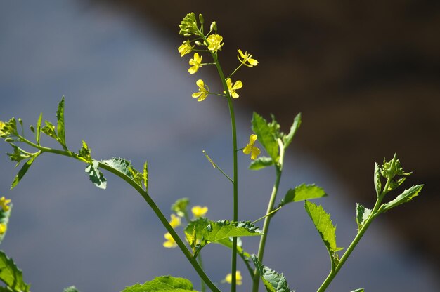 写真 ぼんやりした背景の花の植物のクローズアップ