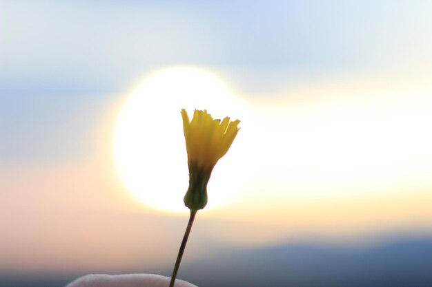 写真 夕暮れの空を背景に花をかせる植物のクローズアップ