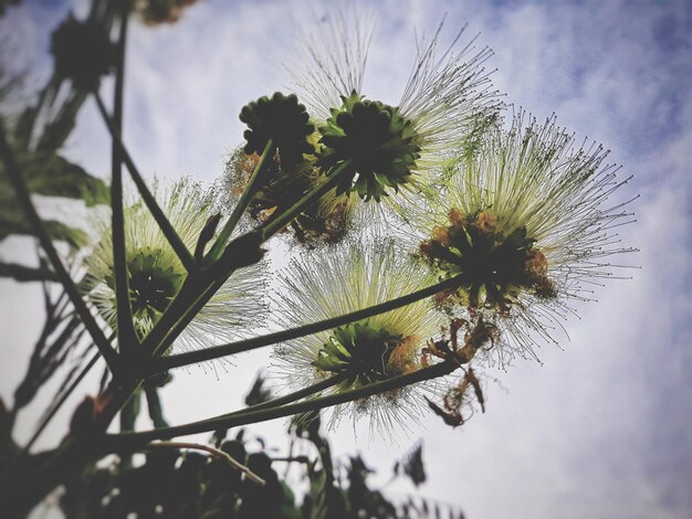 写真 空を背景に花をかせる植物のクローズアップ