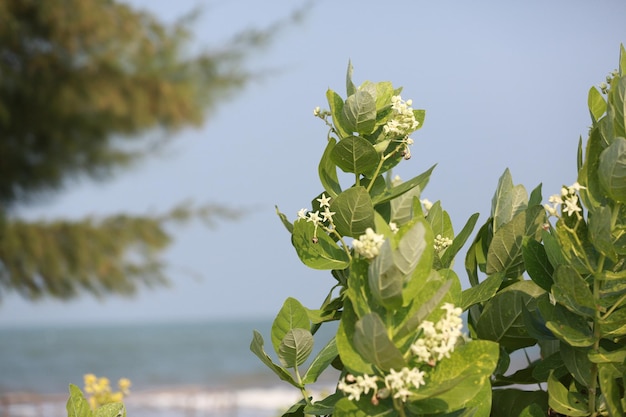 写真 空を背景に花をかせる植物のクローズアップ