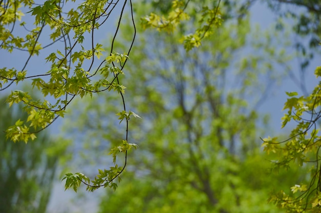 Фото Близкий план цветущего растения на фоне деревьев