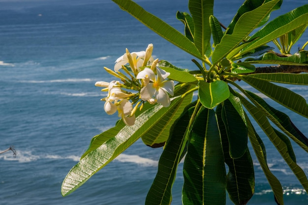 写真 海から見た花の植物のクローズアップ