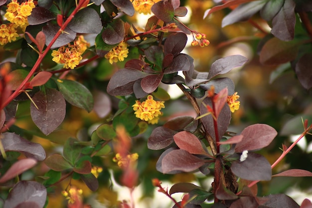 写真 花がく植物の葉が枝に付いているクローズアップ