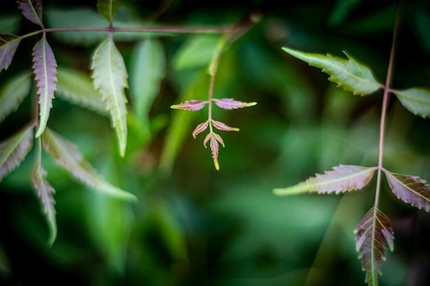 写真 花をかせる植物の葉のクローズアップ