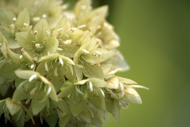 写真 花をかせる植物の葉のクローズアップ