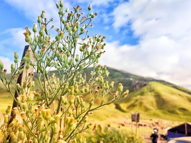 写真 空を背景に畑で花をかせる植物のクローズアップ