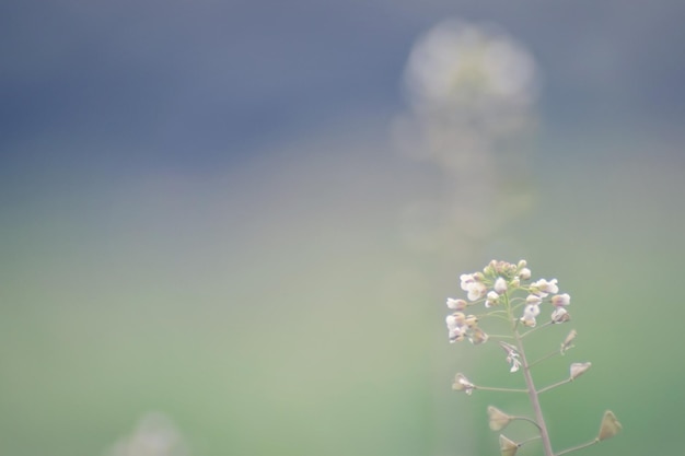 사진 하늘 을 배경 으로  ⁇  에서 꽃 을 피우는 식물 의 클로즈업