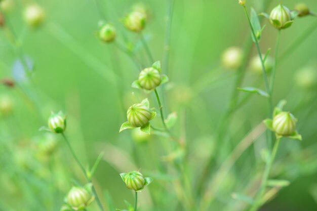 写真 畑で花をかせる植物のクローズアップ