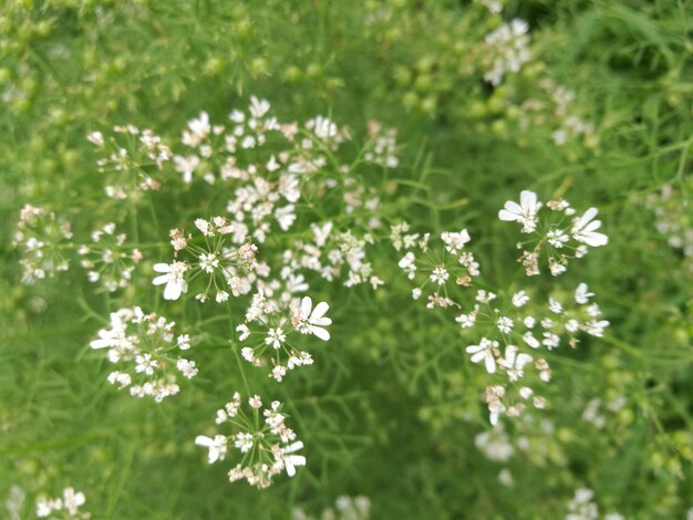 写真 畑で花をかせる植物のクローズアップ