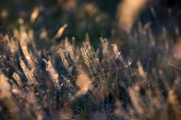 写真 畑で花を ⁇ かせる植物のクローズアップ