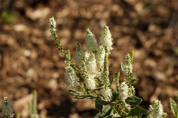 写真 畑で花をかせる植物のクローズアップ