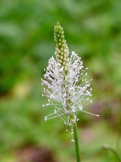 写真 畑で花をかせる植物のクローズアップ