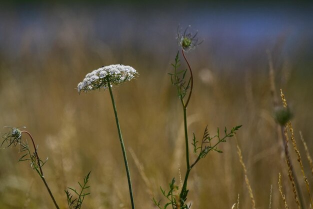 写真 畑で花を ⁇ かせる植物のクローズアップ