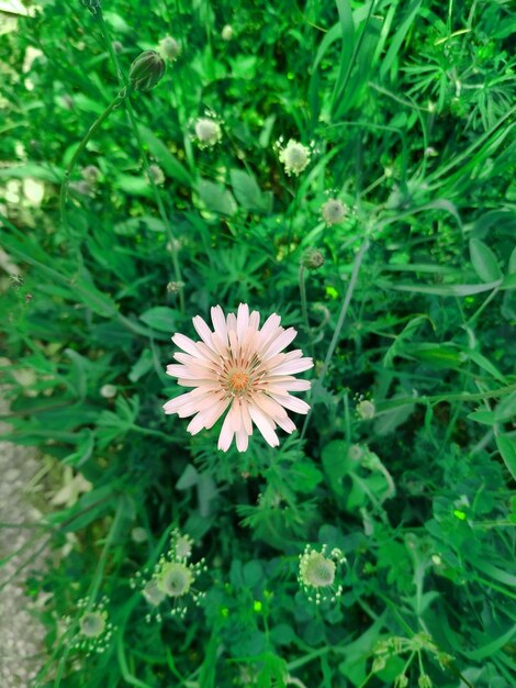 写真 畑で花をかせる植物のクローズアップ