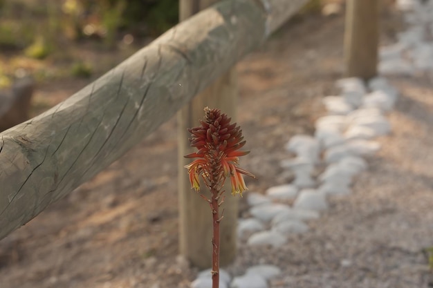 写真 陸上で花を ⁇ かせる植物のクローズアップ