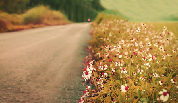 写真 道路上の花の植物のクローズアップ