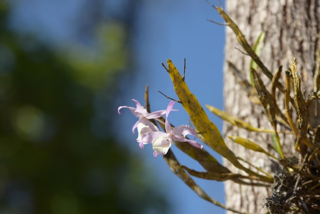 写真 花をかせる植物のクローズアップ