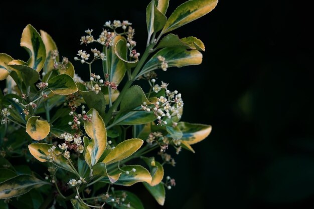 写真 花をかせる植物のクローズアップ