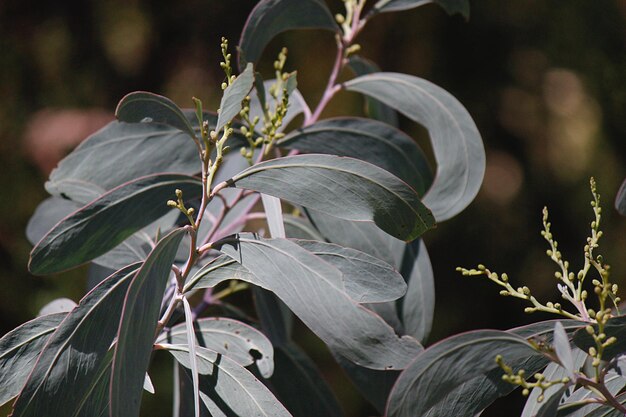 写真 花を ⁇ かせる植物のクローズアップ