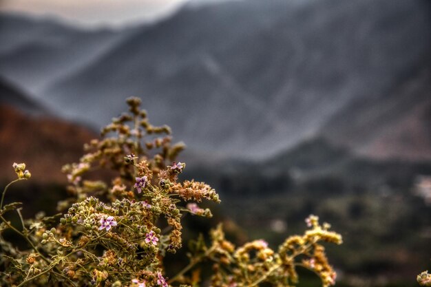 写真 花をかせる植物のクローズアップ