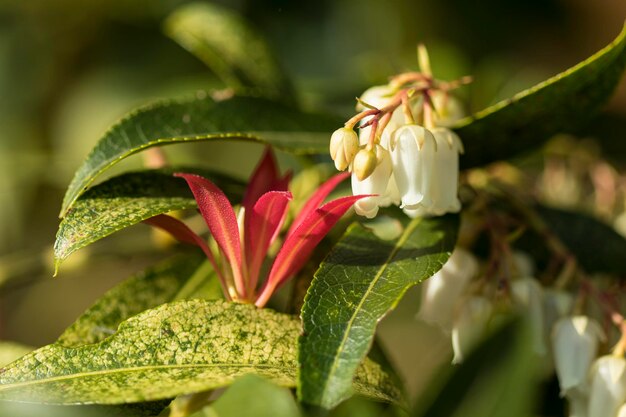 写真 花をかせる植物のクローズアップ