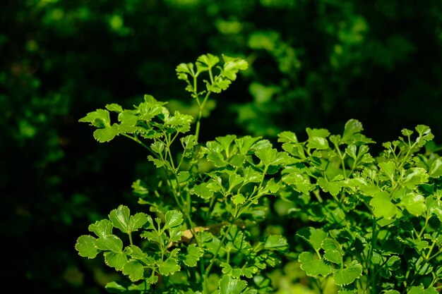 写真 花をかせる植物のクローズアップ