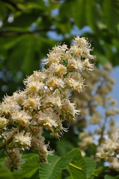 写真 花をかせる植物のクローズアップ