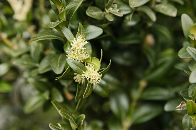 写真 花をかせる植物のクローズアップ