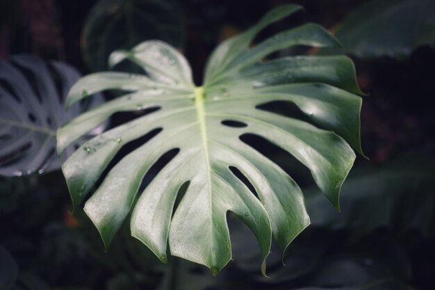 写真 花をかせる植物のクローズアップ