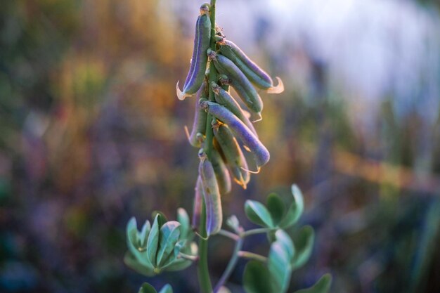 写真 花をかせる植物のクローズアップ