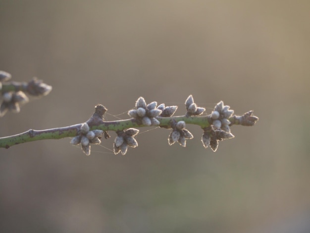 写真 花をかせる植物のクローズアップ