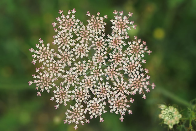 写真 花をかせる植物のクローズアップ