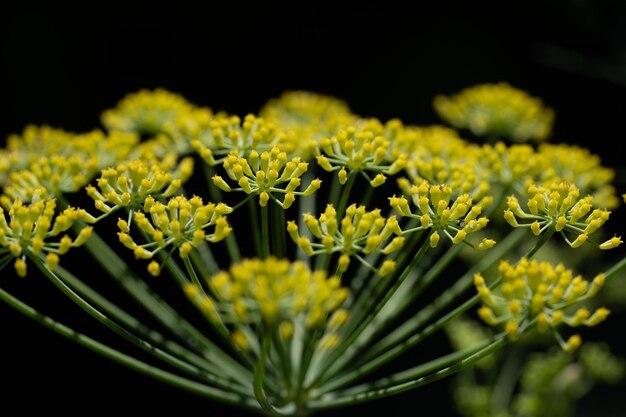 写真 花をかせる植物のクローズアップ