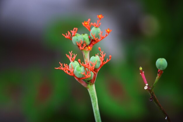 写真 花をかせる植物のクローズアップ