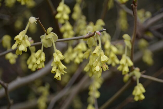 写真 花をかせる植物のクローズアップ