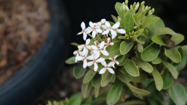 写真 花をかせる植物のクローズアップ